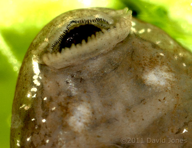 Tadpole - close-up showing rasping teeth, 5 April