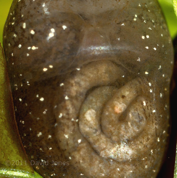Tadpole, showing teeth and some internal structure - cropped image, 5 April