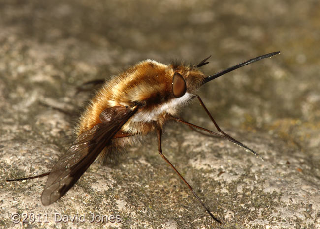 Bee-fly at rest - 1, 9 April