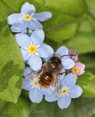 Solitary bee feeds at Forget-me-not, 11 April