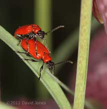 Scarlet Lily Beetles mating on Snake's-head Fritillary, 10 April