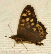 Speckled Wood butterfly on awning, 10 April