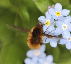 Bee-fly feeds at Forget-me-not - 1, 11 April