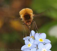 Bee-fly feeds at Forget-me-not - 2, 11 April