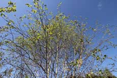 The Himalayan Birch turns green, 12 April