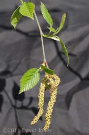 Himalayan Birch  - male and female catkins, 12 April
