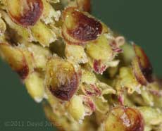 Himalayan Birch  - close-up of portion of male catkin, showing pollen, 12 April