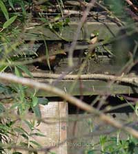 Female Blackbird inspects possible nest site, 12 April