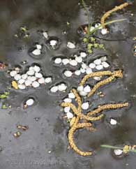 Catkins, petals and oil from bird feathers on pond water, 12 April