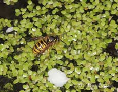 Wasp collects water from pond, 12 April