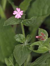 First Red Campion to flower this year, 13 April