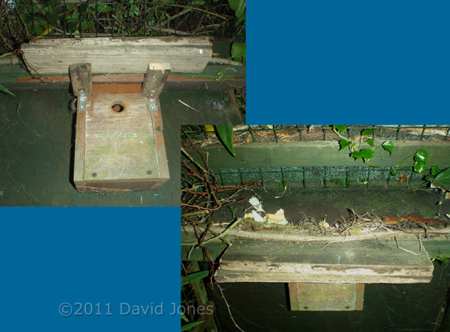 Platform added to Great Tit box for use by Blackbirds, 14 April