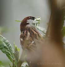 House Sparrow with Buddliea leaf, 15 April