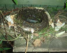Partly built Blackbirds' nest, 16 April