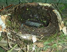 Partly built Blackbirds' nest - cropped image, 16 April