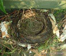 The Blackbirds' nest at 8.30am today, 17 April