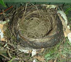 Blackbirds' nest at 5.30pm, 17 April