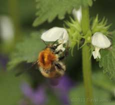 Carder Bumble bee at White Dead-nettle, 17 April