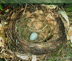 Blackbird egg laid between 10.35 - 10.55am, 18 April