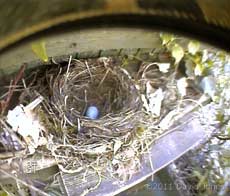 cctv image of Blackbirds' nest, 18 April
