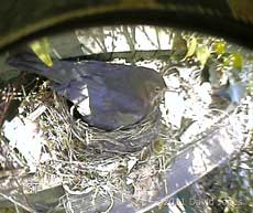 Blackbird at the moment of egg-laying (cctv image) at 10.40am, 19 April