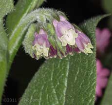 First Comfrey flowers of the year, 20 April