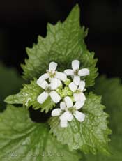 First Garlic Mustard flowers of the year, 20 April