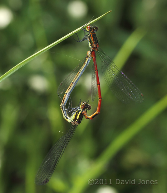 Large Red Damselflies in mating formation, 23 April