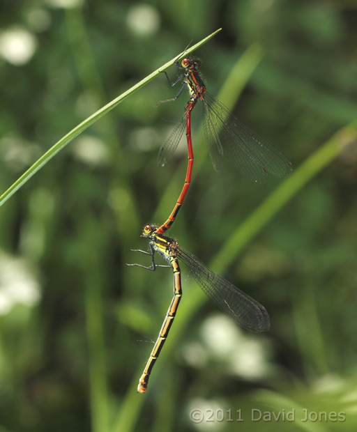 Large Red Damselflies prepare for egg-laying, 23 April
