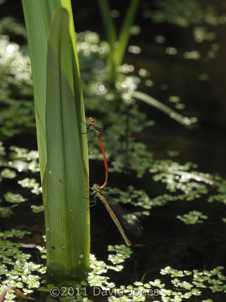 Mating Large Red Damselflies rest on Branched Bur-reed, 23 April