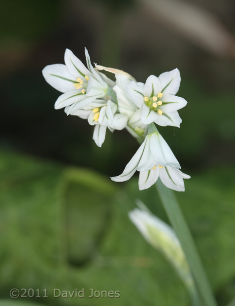 First Triangular-stemmed (Three-cornered) Garlic to flower this year, 25 April