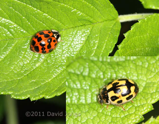 Harlequin and 1-spot Ladybirds on rose plant, 26 April