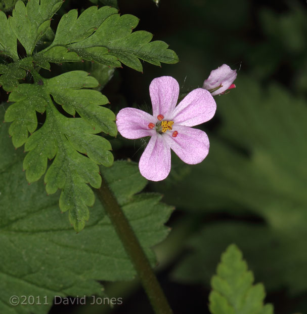 Herb Robert comes into flower, 27/28 April