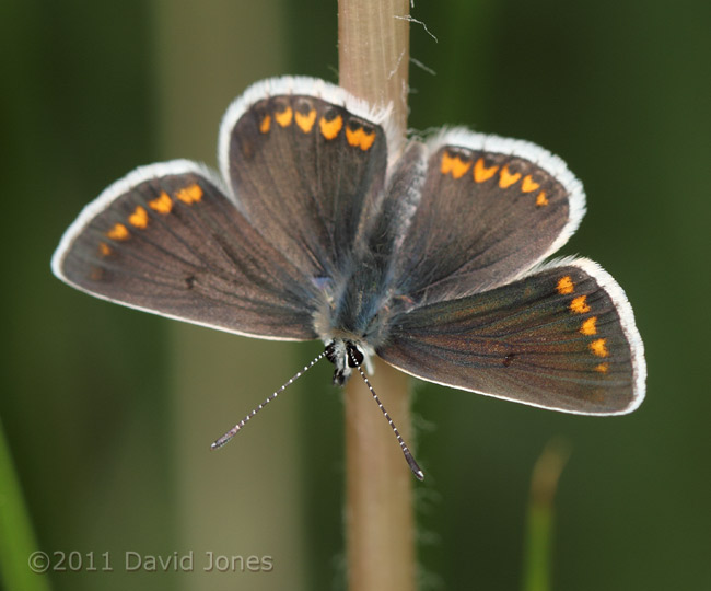The first Common Blue butterfly recorded in the garden - 1, 29 April