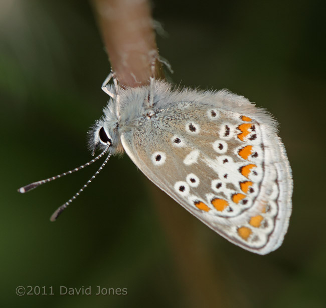 The first Common Blue butterfly recorded in the garden - 2, 29 April