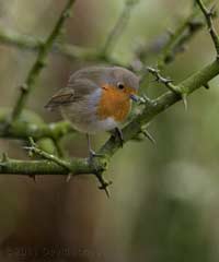 A Robin searches for food, 1 February