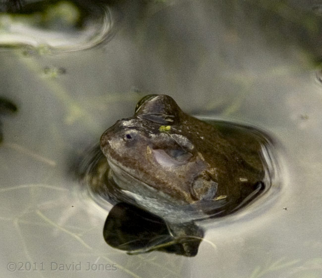 First frog of the year - close-up, 3 February