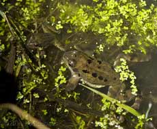 Mature and immature frogs in the pond tonight, 5 February