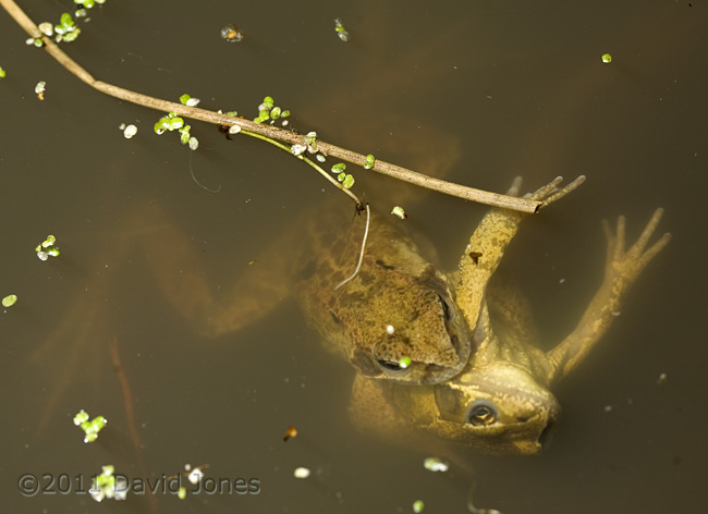 frogs in early amplexus, 5 February