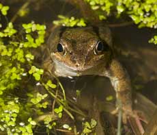 Frog looks out from pond, 5 February