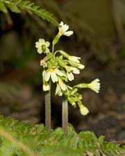 Oxlips in flower, 3 February