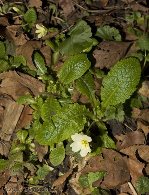 The first Primroses start opening, 5 February
