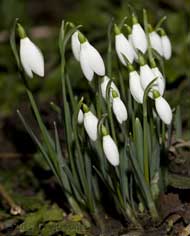 The first Snowdrops start opening, 5 February