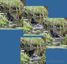 Male Blackbird bathes in pond, 7 February