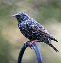 An infrequent visit by a Starling, 8 February