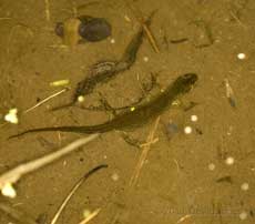 Smooth Newt in the pond tonight, 12 February