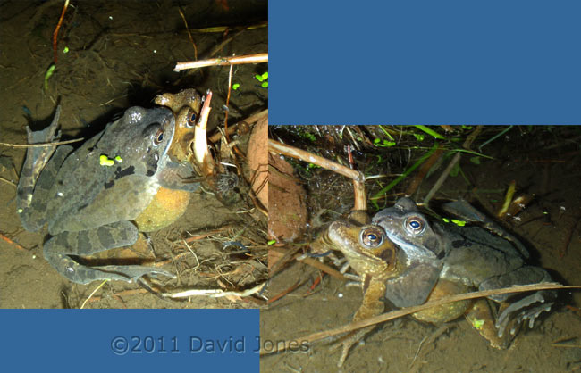 Frogs in amplexus, 18 February
