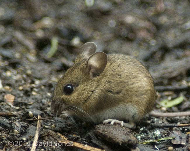 Wood Mouse feeding (cropped image), 21 February
