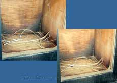 Great Tit nestbox, showing movement of straw, 24 February