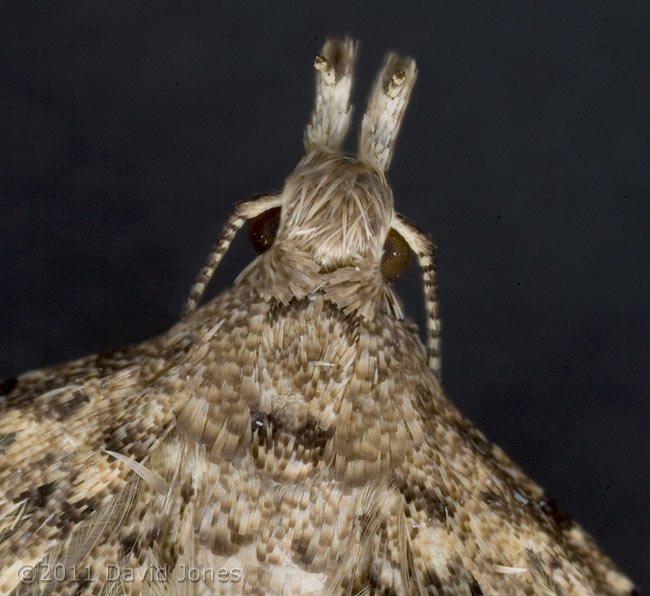 Many-plumed Moth - details around head, 1 January
